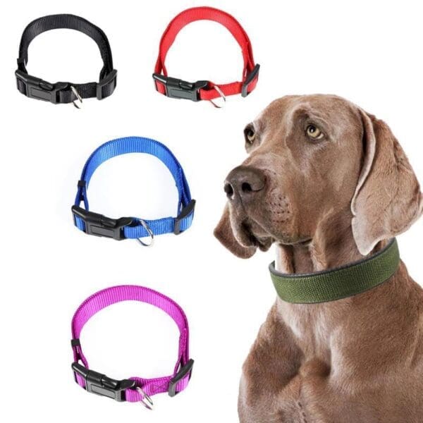 Solid Color Puppy Dog Collar Various Colors 1 1.5 - Red 1