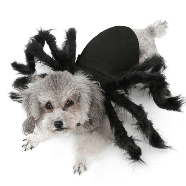 Pet Spider Costume Black