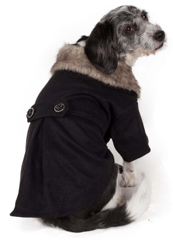 Varsity-Buckled Collared Pet Coat Medium, X-Small, Small - Image 2