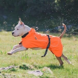 Dog Coats Orange 2XL