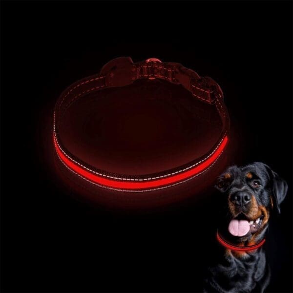 LED Blinking Flashing Dog Safety Collar Red, Green, Blue - Image 2