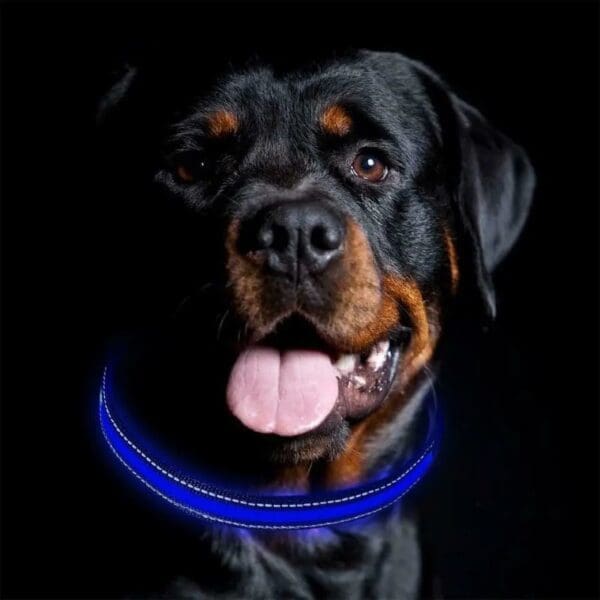 LED Blinking Flashing Dog Safety Collar Red