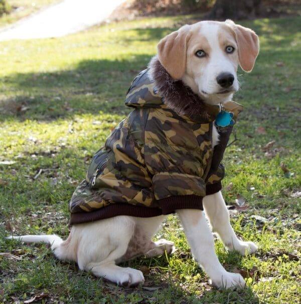 Metallic Fashion Pet Parka Coat Small