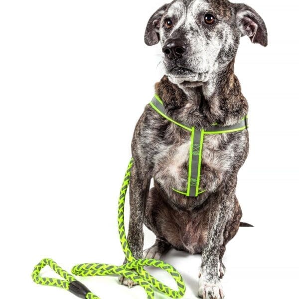 Reflective Easy Tension 2-in-1 Dog Leash and Harness Small, Large, Medium - Image 2