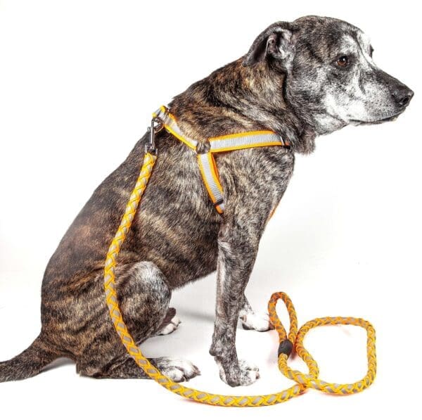 Reflective Easy Tension 2-in-1 Dog Leash and Harness Large Medium Small - Medium