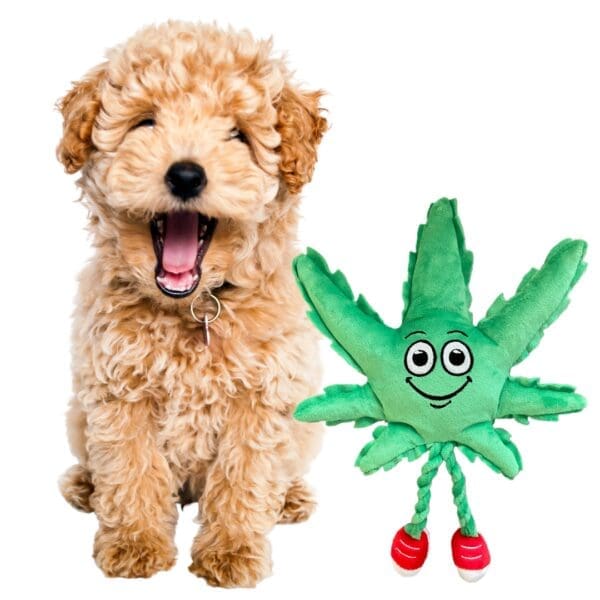 MJ the Weed Leaf 420 Dog Toy Green