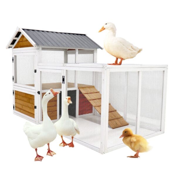 77 Large Outdoor Chicken Coop Waterproof