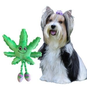 Mary Jane the Weed Leaf Dog Toy Green